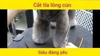Cắt tỉa lông cún siêu đáng yêu
