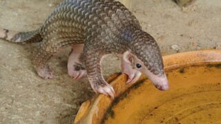 Baby Pangolin Saved from Poachers- The cutest animal you never heard of