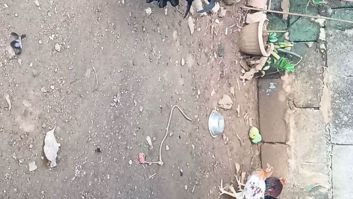 RRABACKYARD