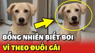 Chú chó bỗng nhiên BIẾT BƠI vì muốn THEO ĐUỔI bạn gái 😂 | Yêu Lu