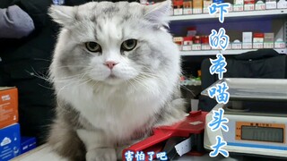 逛商店被老板狂撸，怂得瞬间怀疑猫生。你揍妈的霸气呢。