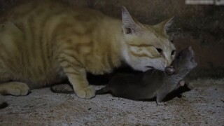 Orange Cat: I'm sorry for eating a rat alive.