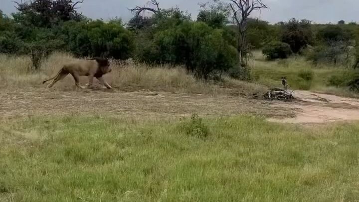 Lion Attack
