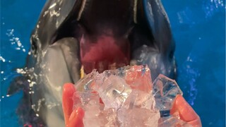 Not only does the beluga whale eat without chewing, dolphins also don't need to chew their food!