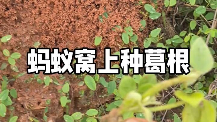 Growing kudzu on an ant nest—loose, well‑aerated, and rich in nutrients