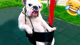 วิดีโอสัตว์ตลก 2022 😂 - วิดีโอแมวและสุนัขที่สนุกที่สุด 😺😍 15