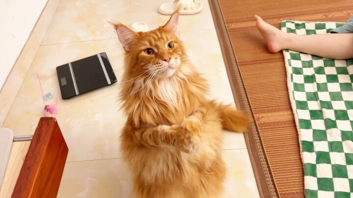 แมวเมนคูนที่รู้จักโบกมือบ๊ายบาย ช่างขี้อ้อนซะจริงๆ!