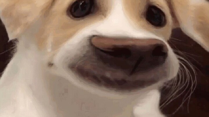 快板狗和水壶哥一起逛超市