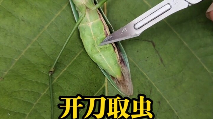 First time as a vet: performing a minor surgery on a mantis