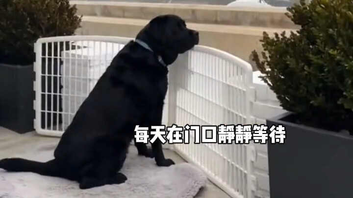 كلب أحد المستخدمين الأجانب يريد من المارة أن يلمسوه، لكن بسبب حجمه الكبير وملامحه الشرسة، لا يجرؤ أح