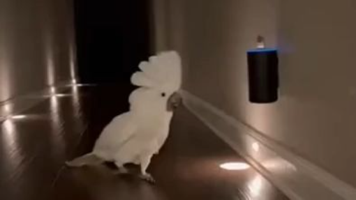Babagai Won’t Stop the Party 🦜 #AlexaFail #FunnyParrot #2AMChaos #ViralVideo #C
