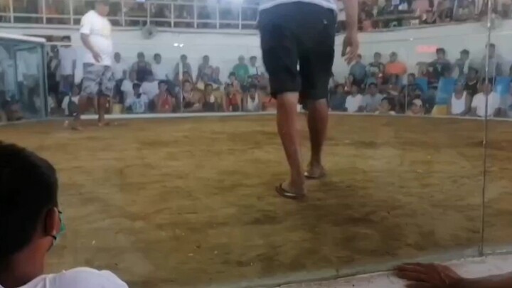 champion 2 cock owner Richard Santos