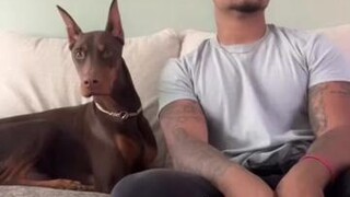 stitch with  day 100 of trying to get skye to react in a video