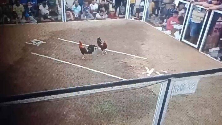 3cocks ulutan goldenboy sweater lose
