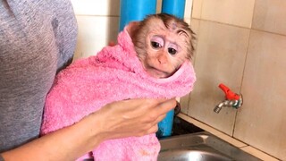 Shower for Mino monkey