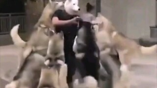 你们哈士奇都是靠长相来辨别同类的吗？简直热情的令人窒息！