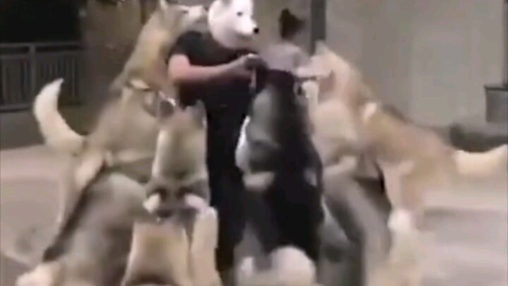 هل تعتمد كلاب الهاسكي على المظهر الخارجي للتعرف على أبناء جنسها؟ إن حماستهم مذهلة لدرجة تكاد تخنقك!