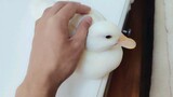 [Call Duck] Petting the Duck Can Relieve You from Fatigue