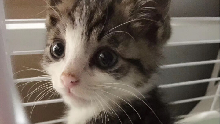 Three years ago, I adopted a little piglet from the animal shelter…