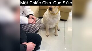 Mọit chiếc chó cunc súc😆😆😆