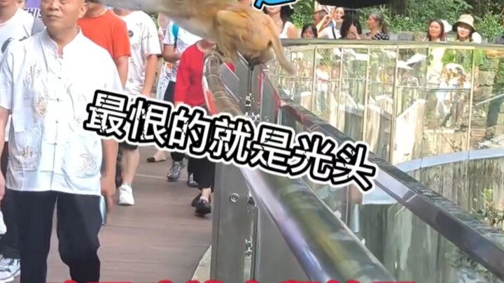 The thing I hate most in this life is bald guys—they just can’t help but chant the Tightening Spell 