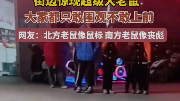 พบหนูตัวใหญ่สุดๆ ริมถนน ทุกคนได้แต่ยืนมองอยู่ห่างๆ ไม่กล้าเข้าใกล้ ชาวเน็ตบอกว่า “หนูทางเหนือเหมือนเ