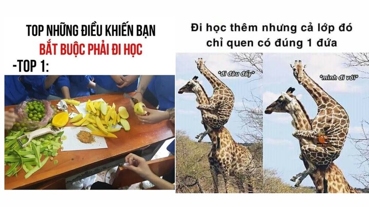 Ảnh chế p260 || động lực để tiếp tục đi học || ĐLT ảnh chế