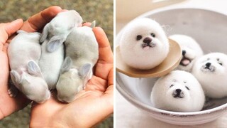 Animals SOO Cute! AWW Cute baby animals Videos Compilation Funniest and Cutest moment of animals 1