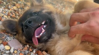 Sejak anak anjing Sheniu jatuh ke dalam selokan, dia tidak berani lagi mengajak anjing jalan-jalan b