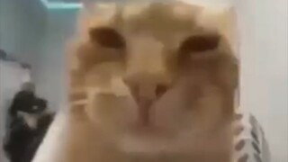 Meme kucing yang bisa membantu merilekskan pikiran