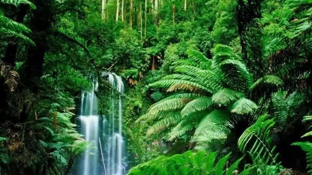 10 Ms Relaxing Music In Naturel Sound of Nature
