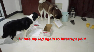 [Animals]Let's see how border collie prevents husky from destroying