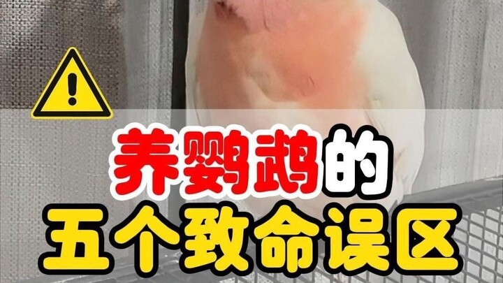 No wonder your parrot doesn’t live long—avoid these five common mistakes!