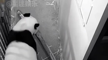 #حب الأم | مشهد مقارنة فوباو وشياو تشيي وهما يتعلمان تسلق الأشجار يثير الدموع حقًا. رغم اختلاف البيئ