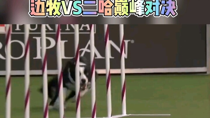 Cuộc đối đầu đỉnh cao giữa Border Collie và Husky