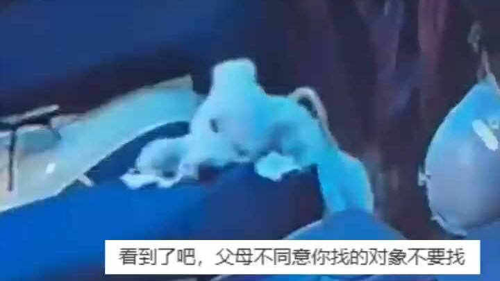 This milky-white dog is the most evil (source: @Old Wang, a Jiangxi travel blogger)