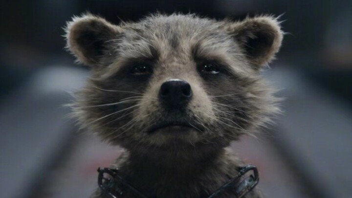 [Rocket Raccoon] My pain is greater than yours, "Guardians of the Galaxy Vol. 3 Rocket Raccoon"