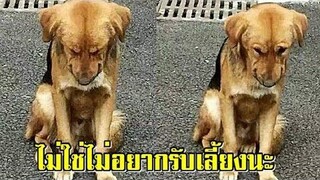 ตูบจรจัดนั่งเฝ้าหน้าร้านขายผักทุกวันไม่ไปไหน เจ้าของร้านเผยไม่ใช่ไม่อยากรับเลี้ยง แต่เป็นเพราะว่า
