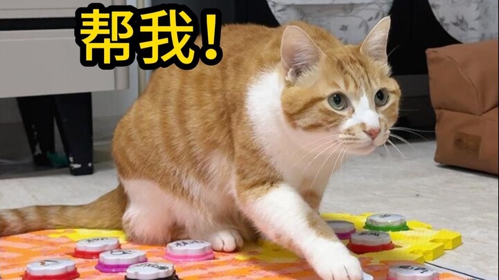 Khả năng bị mèo “xử” là rất thấp, nhưng hoàn toàn không phải bằng không!