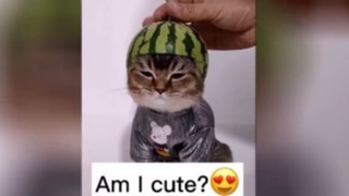 Khoảnh khắc đáng yêu của mều và đồng bọn P.2 <3