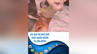 Thương ba anh em thế🙏 chó chó_cưng fyp dog