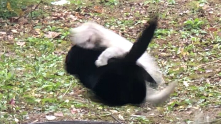 การต่อสู้ของแมวสองตัวที่มหาลัยเทคนิกนานจิง