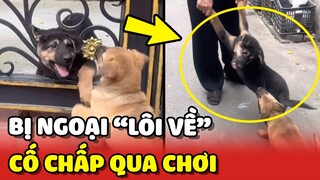 Báo thủ trốn đi chơi bị Ngoại LÔI VỀ vẫn cố chấp qua tiếp 😂 | Yêu Lu