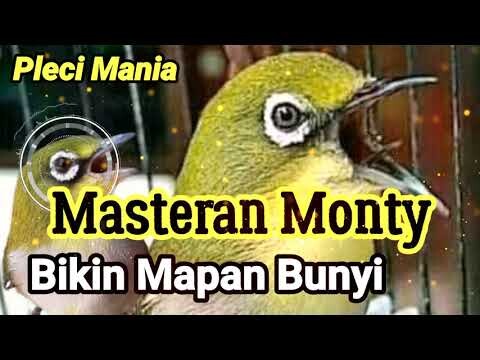Pleci Monty Bìkin Gacor Dan mapan Bunyi!!!