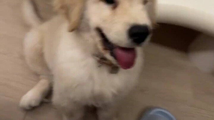 القوة مثالية تمامًا، لا تؤذي الدماغ ولا تُربك (لا تسألني بعد الآن عن كيفية تدريب الكلاب، هكذا أدرّبه