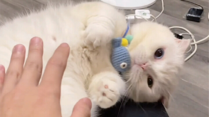 Kabarnya kalau menepuk pantat kucing, mereka akan menggigit? Hari ini kita coba saja!