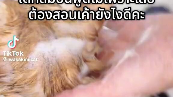 🐈 😻 🐈‍⬛️ 😺 🐱 😸 🐈 😻 🐈‍⬛️ 😺 🐱 😸 🐈 😻 🐈‍⬛️ 😺 🐱 😸 🐈 😻 🐈‍⬛️