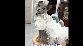 Sekarang aku ngerti kenapa yang satu pakai kalung dan yang satunya pakai permata, hahahaha #kucing #