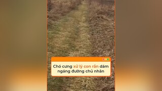 Đúng là chó nhà người ta có khác tiktoknews vnnn vnnnfunfact fyp foryoupage khampha dongvat thegioidongvat thucung