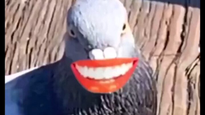 Pigeon: You really are a dog too.